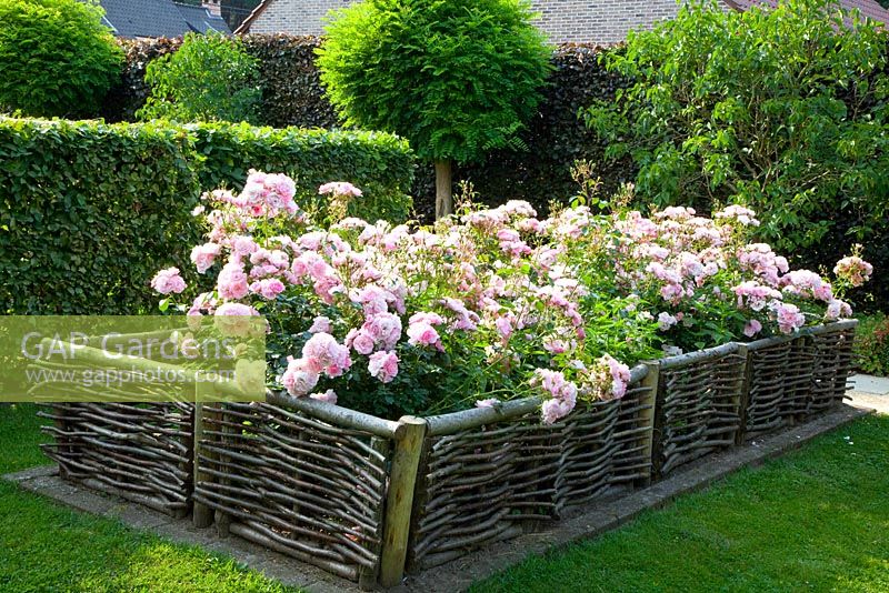 Rosa 'Bonica' with woven willow fencing