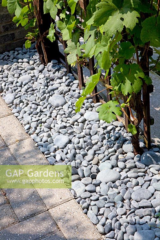Detail of stone paving and pebble mulch. Vitis vinifera - Grape vine.