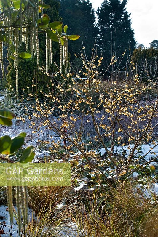 Chimonanthus praecox 'Grandiflorus' - The Winter Garden, Cambridge Botanic Gardens