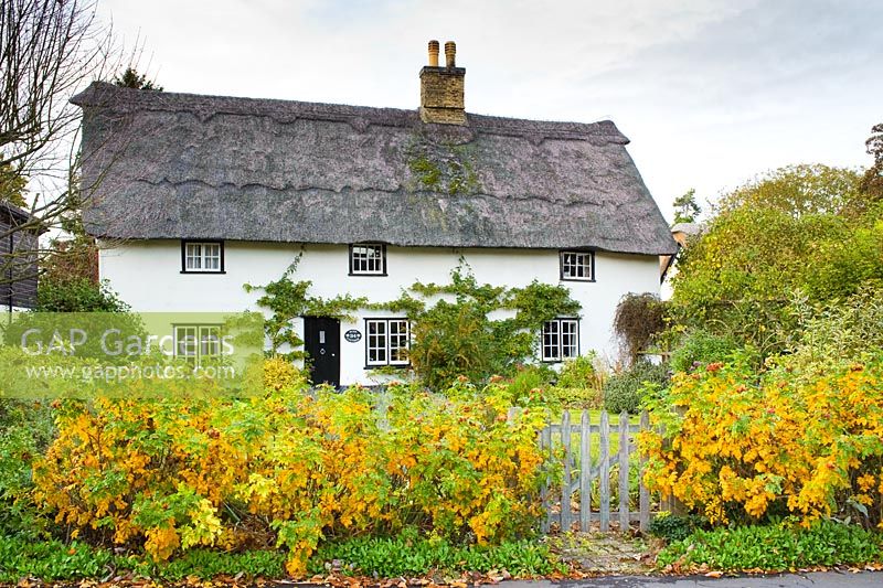 Thatched Cottage with Rosa rugosa hedge in autumn. Fulbourn, Cambridge