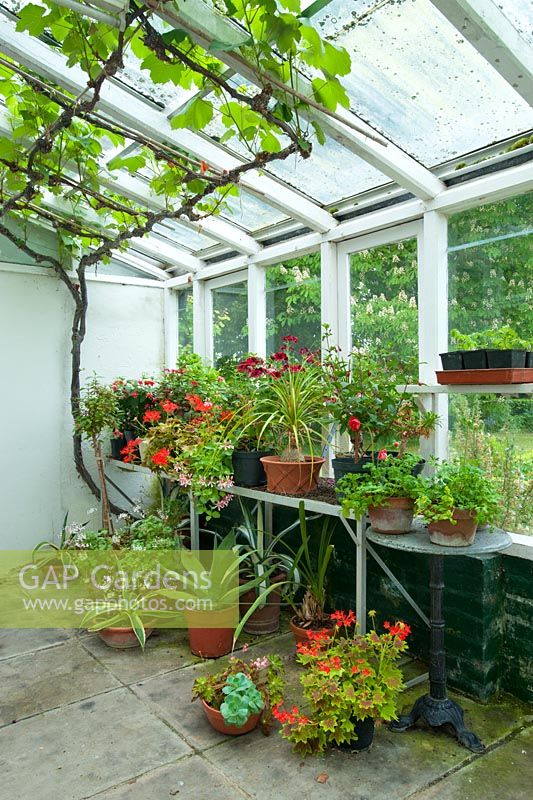 Conservatory with Pelargoniums, Fuchsias and succulents on staging and shelves, grapevine trained along rafters