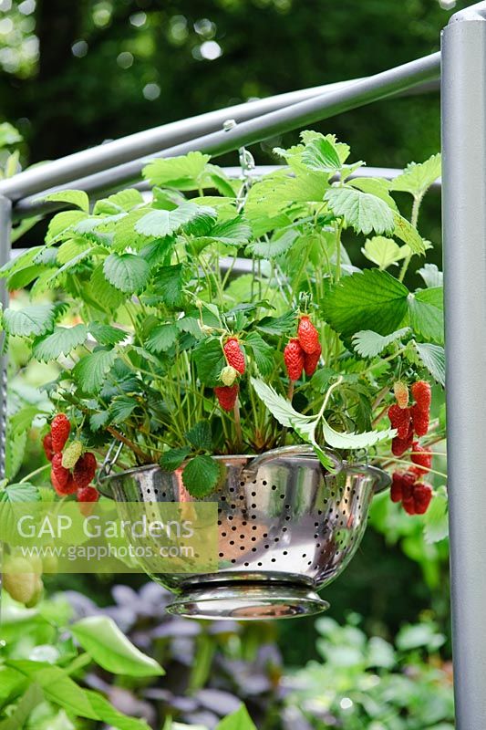 Strawberries in colander hanging basket, Chelsea 2009