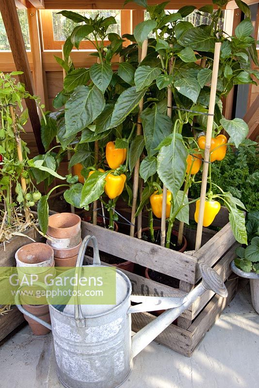 Capsicum annuum - Peppers in pots, RHS Chelsea Flower Show 2010 