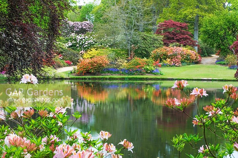 Azalea and Rhododendron and lake at Exbury Gardens, Hampshire, May
