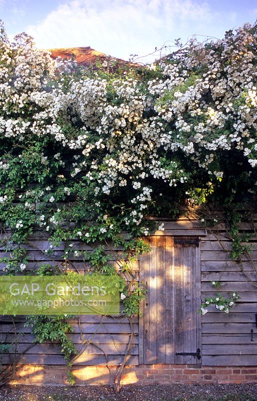 Wooden shed with Rosa 'Rambling Rector'