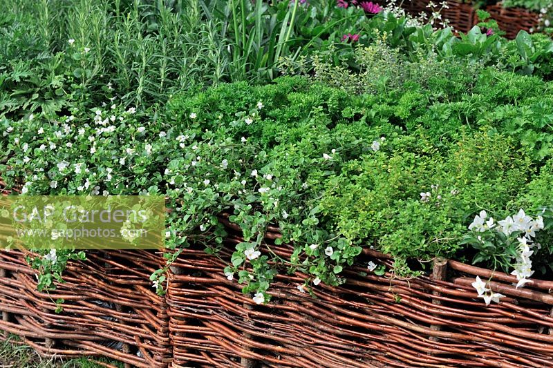 Bacopa 'Snowtopia' trailing in Herb bed with woven willow edging