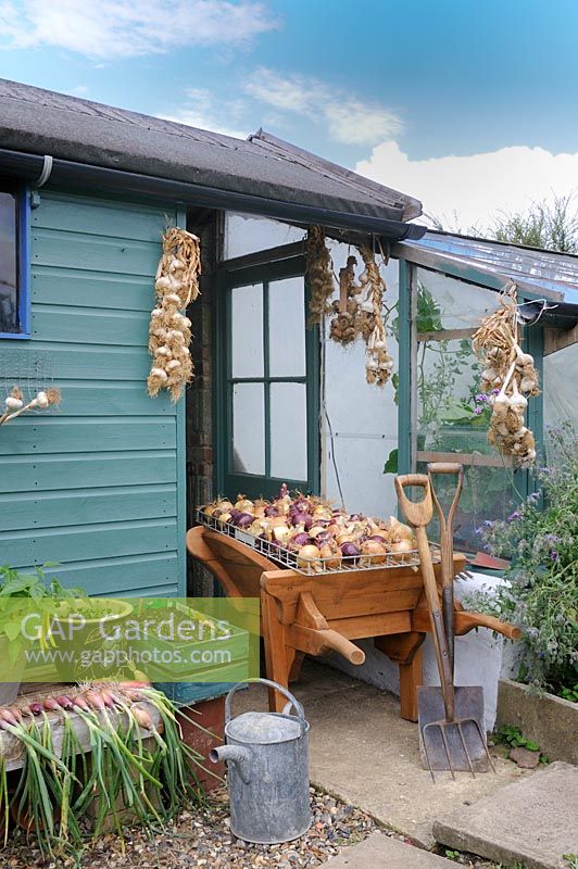 View of potting shed and greenhouse in late summer with drying crops of onions, garlic and shallots