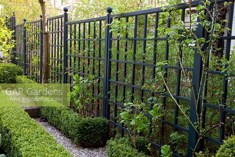 Black painted trellis and Buxus - Box edging in small urban garden
