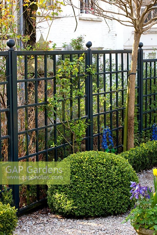 Clipped Buxus - Box ball backed by black painted trellis