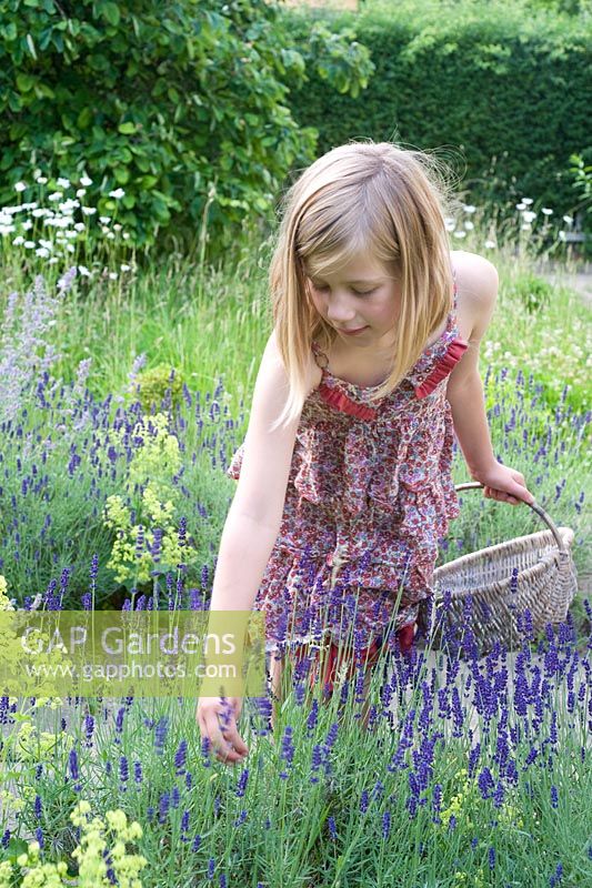 Young girl picking lavender
