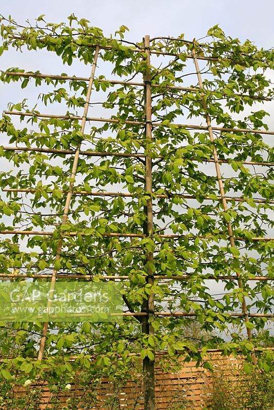Carpinus betulus - Pleached hornbeam, tied in to a bamboo frame and used to give screening and structure