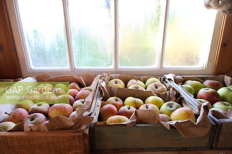 Apples stored in trays in garden shed, October