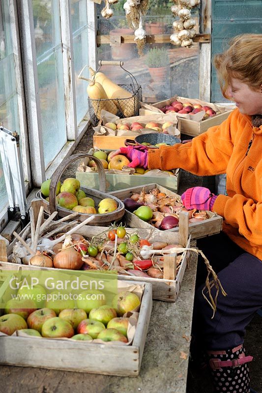 Greenhouse in late autumn with female gardener selecting healthy apples, onions and garlic for winter storage, October