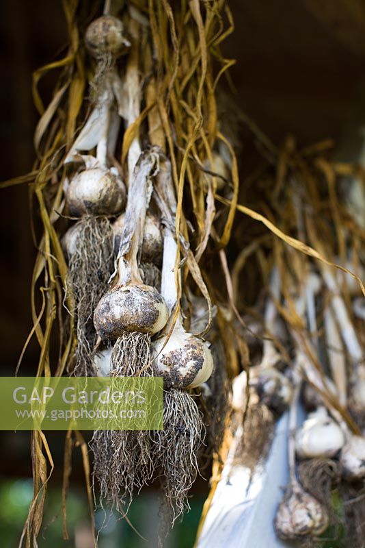 Freshly picked Allium - Garlic hanging to dry, organically grown