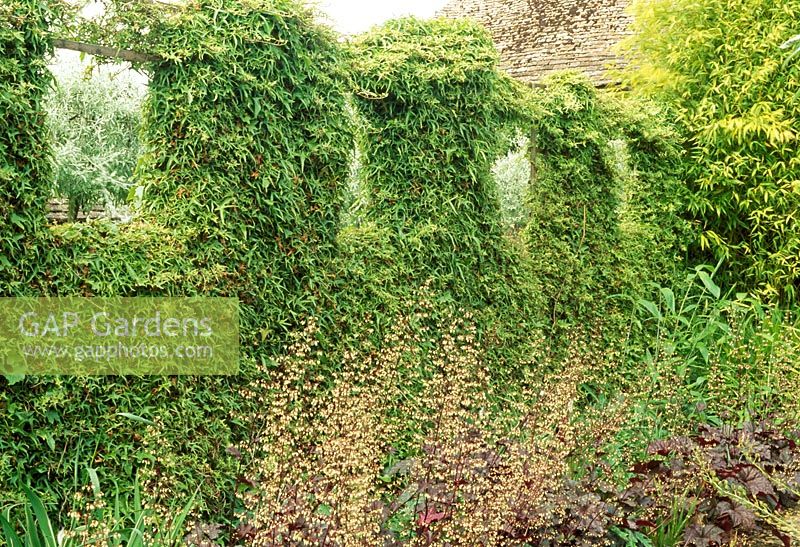 Ivy covered boundary with windows - The Priory, Wiltshire