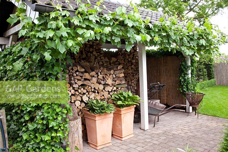 Wood storage with Hedera - Ivy and Vitis vinifera - Grape Vine
