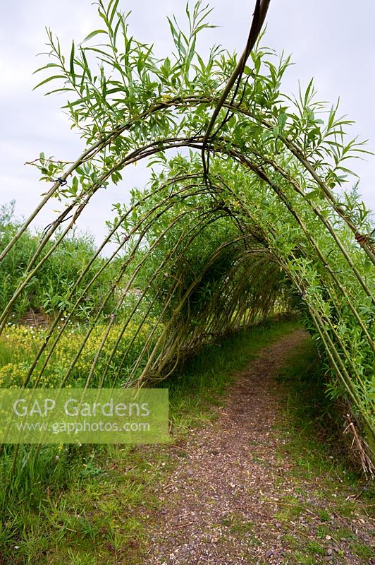 Living Salix - Willow tunnel