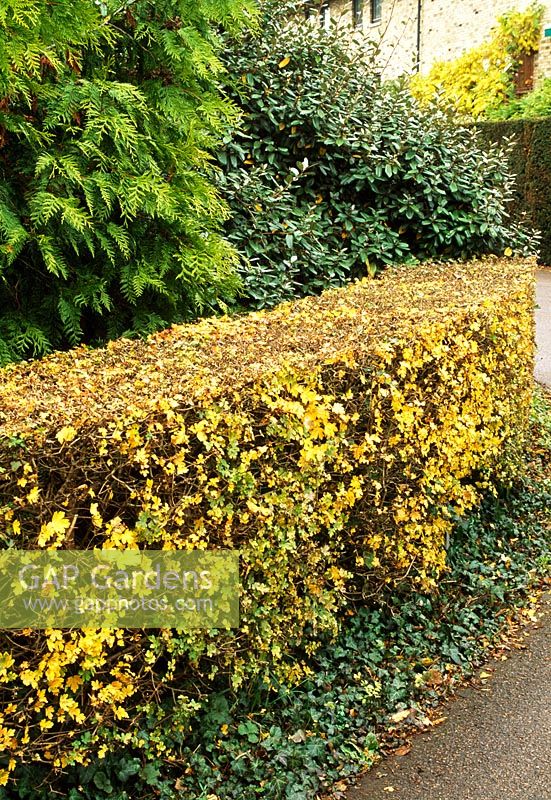 Acer campestre clipped as hedge