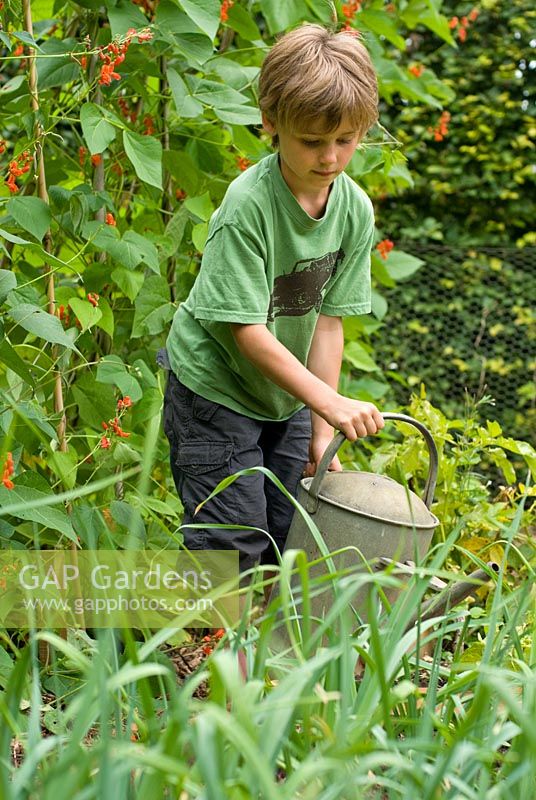 Seven year old boy using a watering can in vegetable garden