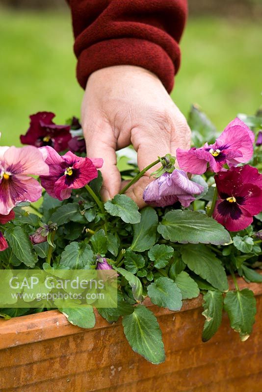 Removing dead pansy flowers in a winter container