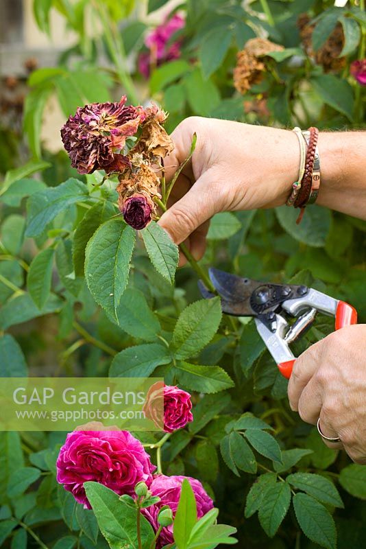 Deadheading a rose by removing faded blooms after they have finished flowering