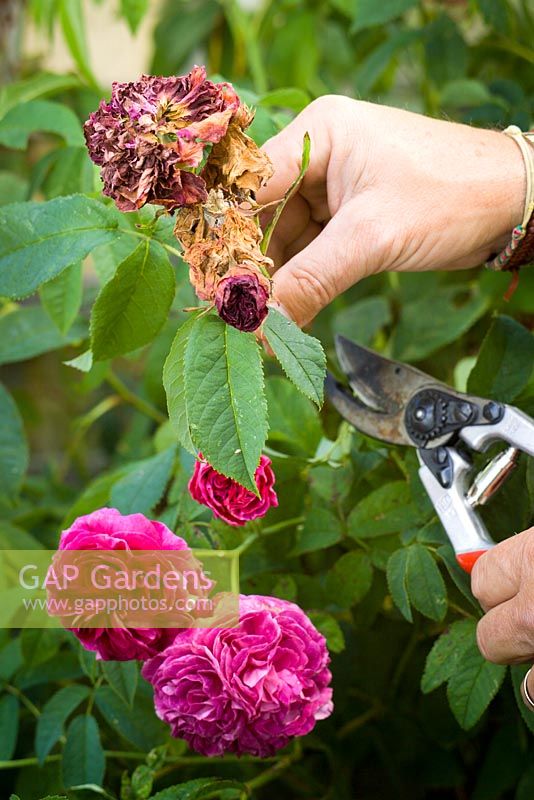Deadheading a rose by removing faded blooms after they have finished flowering