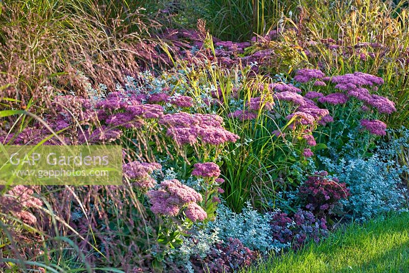 A purple-silvery plant combination Carex grayi, Helichrysum petiolare and Sedums