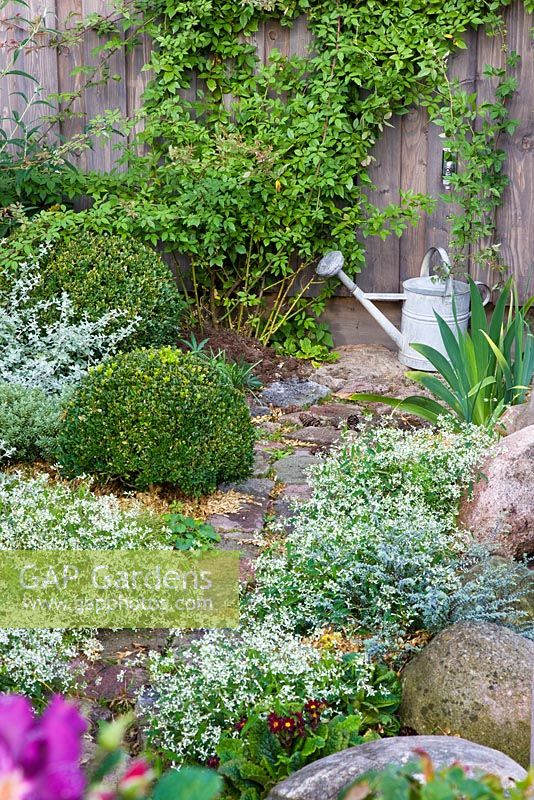 A tin watering at the end of a paved path, borders of Buxus, Iris germanica and Primula vulgaris 