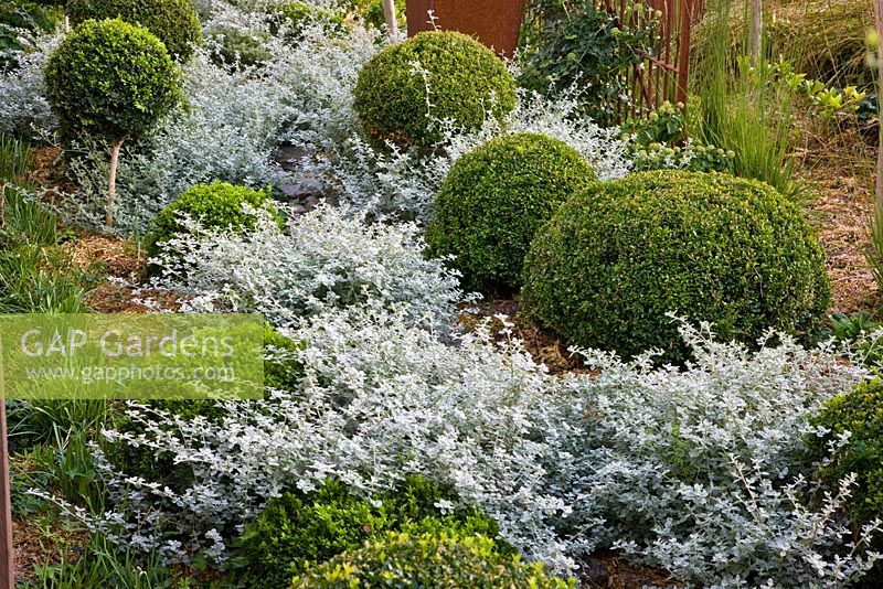 In the front garden border containing Helichrysum petiolare and Buxus balls  