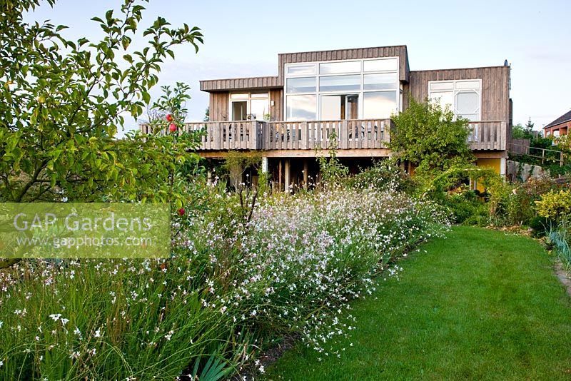 Malus trees - Apple are underplanted with a Gaura lindheimeri and a grass path leads towards the wooden house