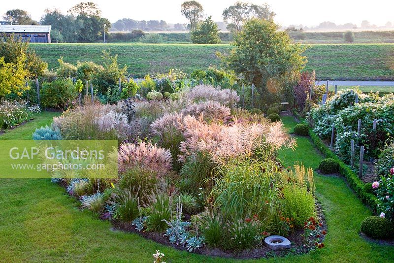 Overview of ornamental grass border in full flowers, it is surrounded by a grass path. There is box spheres, a low clipped box hedge and a Clematis hedge, Artemisia ludoviciana 'Silver Queen', Carex grayi, Foeniculum vulgare, Helichrysum petiolare, Miscanthus sinensis, Nassella tenuissima, Pennisetum orientale, Pennisetum setaceum 'Rubrum', Stipa capillata and Verbena bonariensis