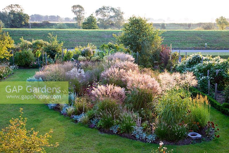 Overview of ornamental grass border in full flowers, it is surrounded by a grass path. There is box spheres, a low clipped box hedge and a Clematis hedge, Artemisia ludoviciana 'Silver Queen', Carex grayi, Foeniculum vulgare, Helichrysum petiolare, Miscanthus sinensis, Nassella tenuissima, Pennisetum orientale, Pennisetum setaceum 'Rubrum', Stipa capillata and Verbena bonariensis 