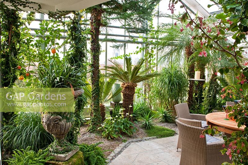 View into the glasshouse with tropical climate, wicker chairs and wooden table with a fruit arrangement. Planting includes Anthurium andreanum, Araucaria heterophylla, Beaucarnea recurvata, Billbergia nutans, Citrus sinensis, Cycas revoluta and Phoenix roebelinii - Wintergarten, Germany 
