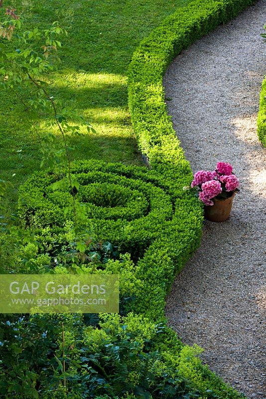 A low clipped Box hedge winding up in a spiral separates a lawn from a gravel path with a Hydrangea in a terracotta pot