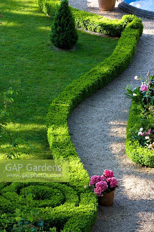 A low clipped Box hedge winding up in a spiral separates a lawn from a gravel path with a Hydrangea in a terracotta pot
