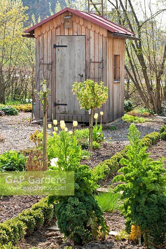 Wooden garden shed in a formal traditional rural garden with clipped box hedges, mulched pathways, berries trained as standards and Tulips. In the foreground, green cabbage that last over winter.