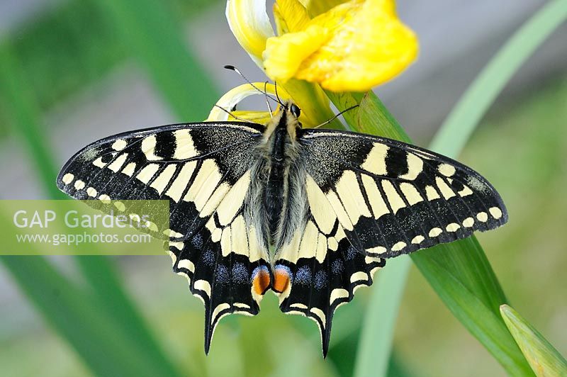 Papilio machaon ssp britannicus - Swallowtail Butterfly feeding on Yellow flag Iris, Norfolk, UK, June