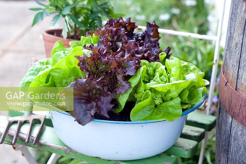 Salad growing in blue enamel vintage bowl on old seat - Lettuce 'Tom Thumb' and 'Fiamma'
