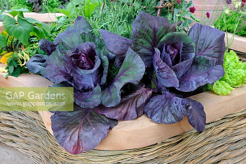 Cabbage 'Red Drum Head' in raised bed made with woven willow and cedar wood coping. The M and G Garden, Silver Gilt Medal Winner - RHS Chelsea Flower Show 2011