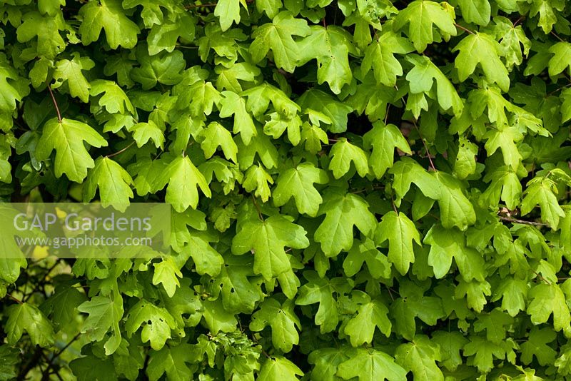 A hedge of Acer campestre - Field Maple 
