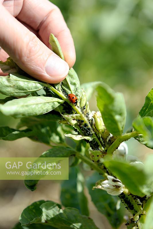 Aphis fabae - Black bean aphid with Ladybird on Broad Beans leaves