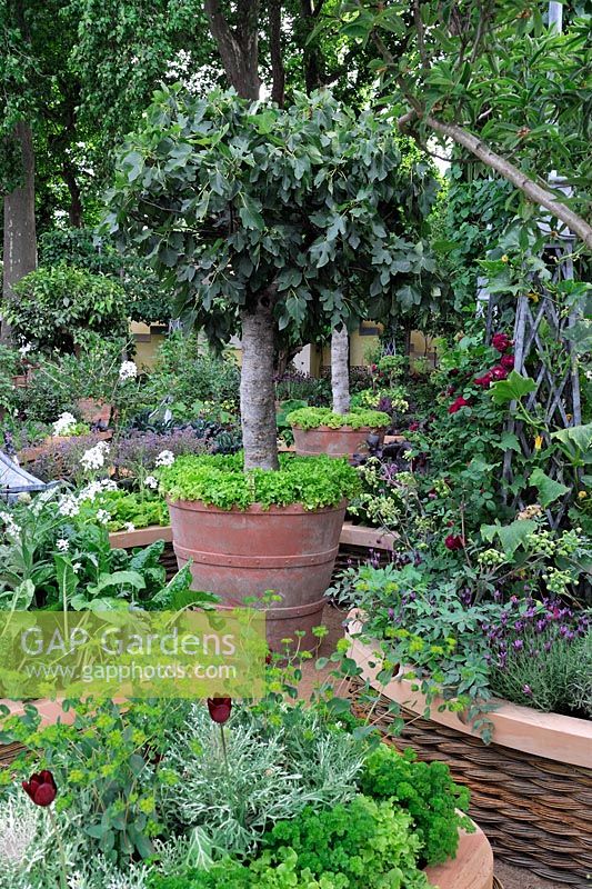 Fig tree in large container in Kitchen garden with woven willow raised beds with ceder wood 