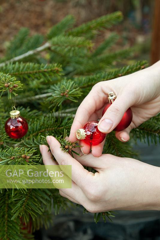 Decorating a Christmas Tree with red baubles