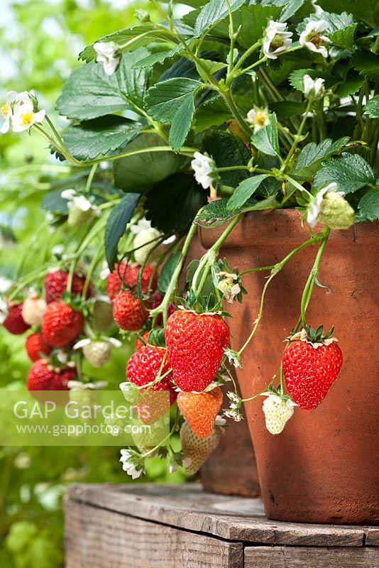 Fragaria - Strawberry 'Loran', growing in terracotta pots, August 
