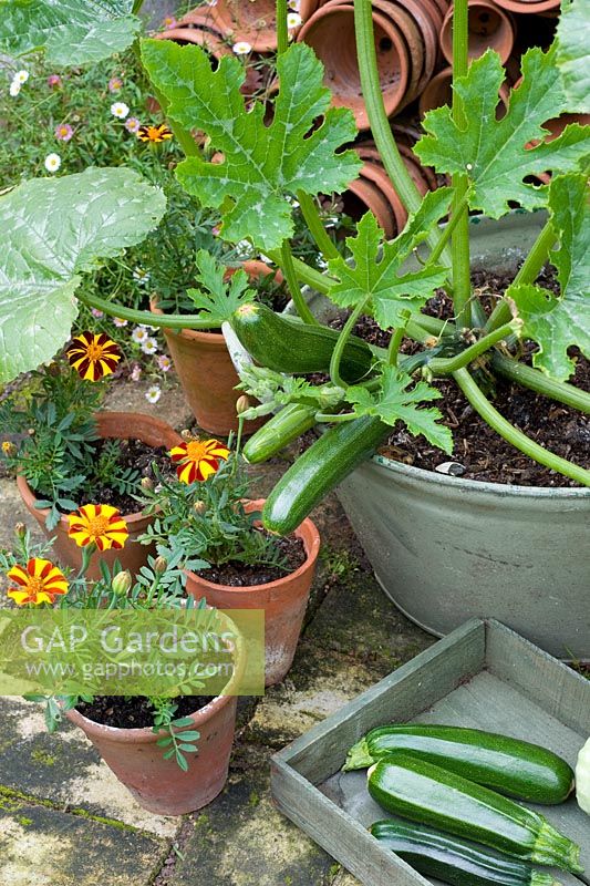 curcubita courgettes - Zucchini 'Nano Verde di Milano' growing in tub with tagetes 