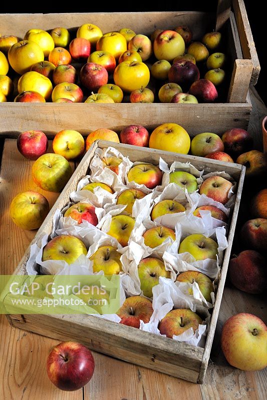 Various Apple varieties stored in wooden trays in frost free shed, Norfolk, UK, October
