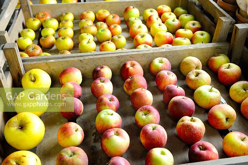 Various Apple varieties stored in wooden trays, spaced apart to prevent rot transmission, in frost free shed, Norfolk, Uk, October