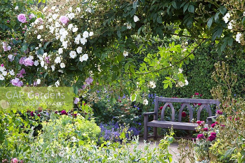 RHS garden Rosemoor, Devon - peaceful seating area in rose garden  