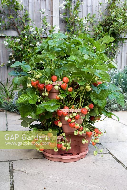 Three tier strawberry pot planted with Strawberry 'Sonata'
