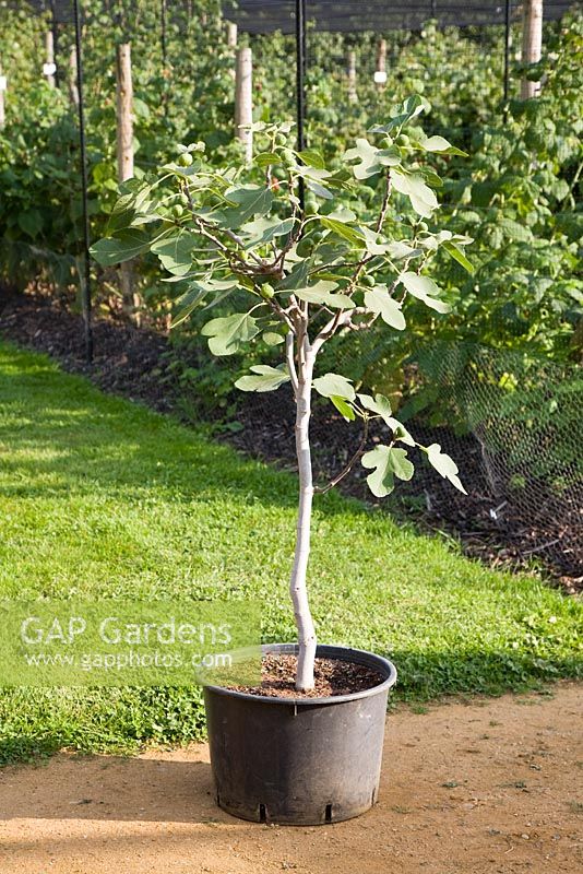Standard Fig Tree 'Tarring Fig Garden No. 1'